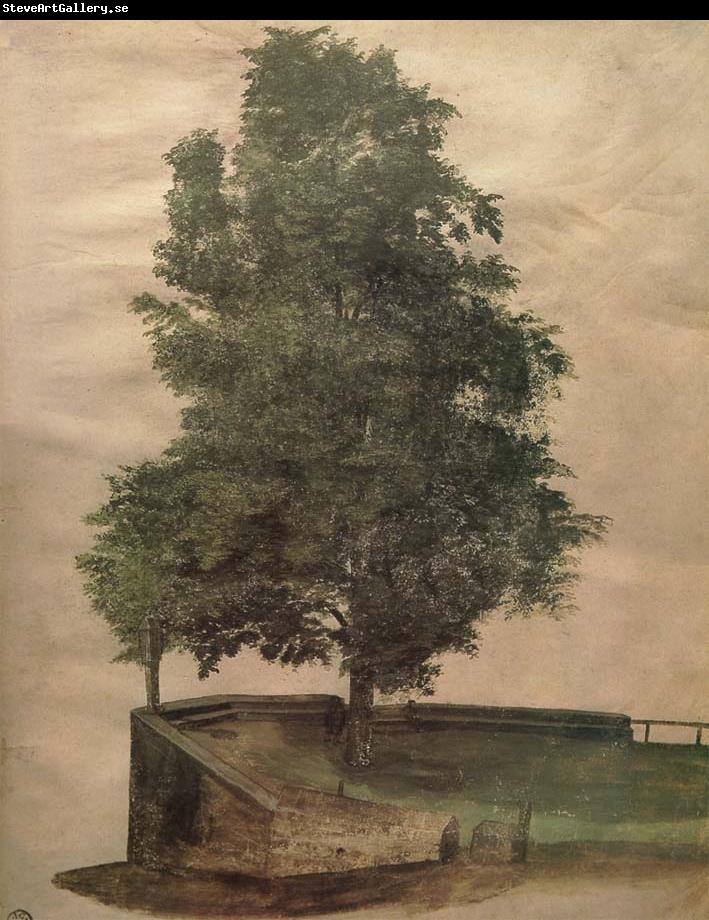 Albrecht Durer Linden Tree on a Bastion